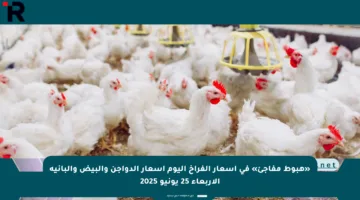 «هبوط مفاجئ» في أسعار الفراخ اليوم أسعار الدواجن والبيض والبانية الأربعاء 25 يونيو 2025